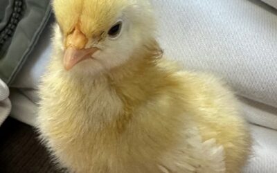 Hier piept´s wohl! Die HS1 brütet Küken aus