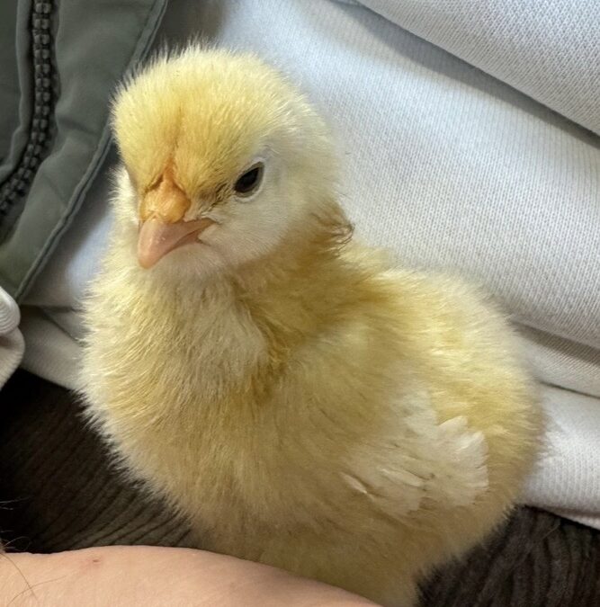 Hier piept´s wohl! Die HS1 brütet Küken aus